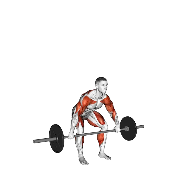 Barbell Hang Snatch Below the Knees exercise animation (Male)