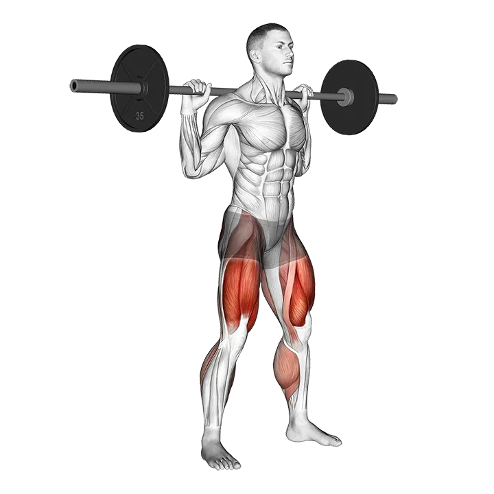 Barbell Olympic Squat exercise animation (Male)