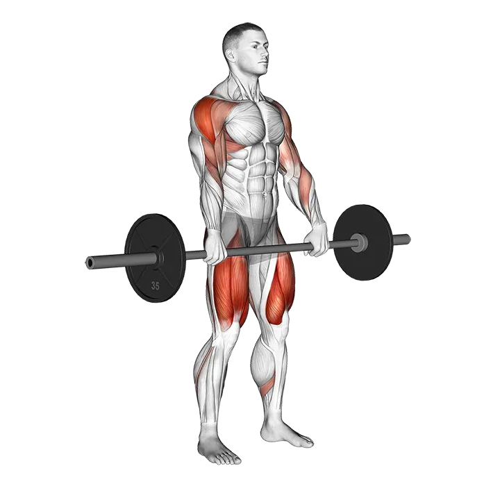 Barbell Squat to Upright Row exercise animation (Male)