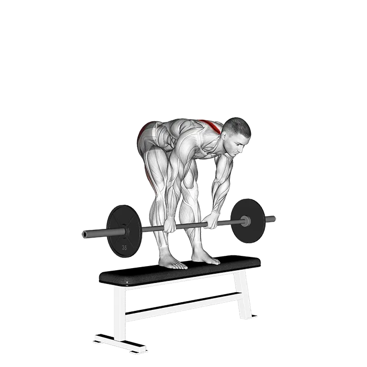 Barbell Stiff Leg Deadlift on Bench exercise animation (Male)