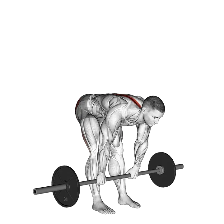 Barbell Stiff Legged Deadlift exercise animation (Male)