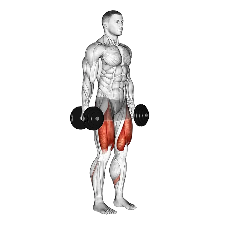 Dumbbell Squat exercise animation (Male)