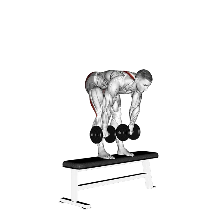 Dumbbell Stiff Leg Deadlift on Bench exercise animation (Male)