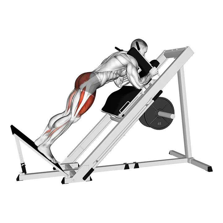 Sled Reverse Hack Squat exercise animation (Male)