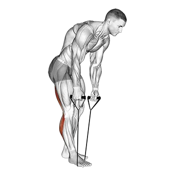 Standing Hamstring and Calf Stretch with Strap