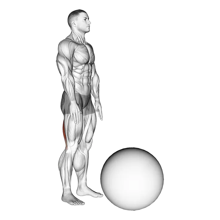 Standing Straight Leg Hamstring Contract Relax on Exercise Ball exercise animation (Male)