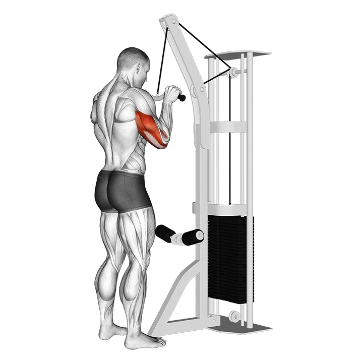Cable Triceps Pushdown (SZ-bar) exercise animation (Male)