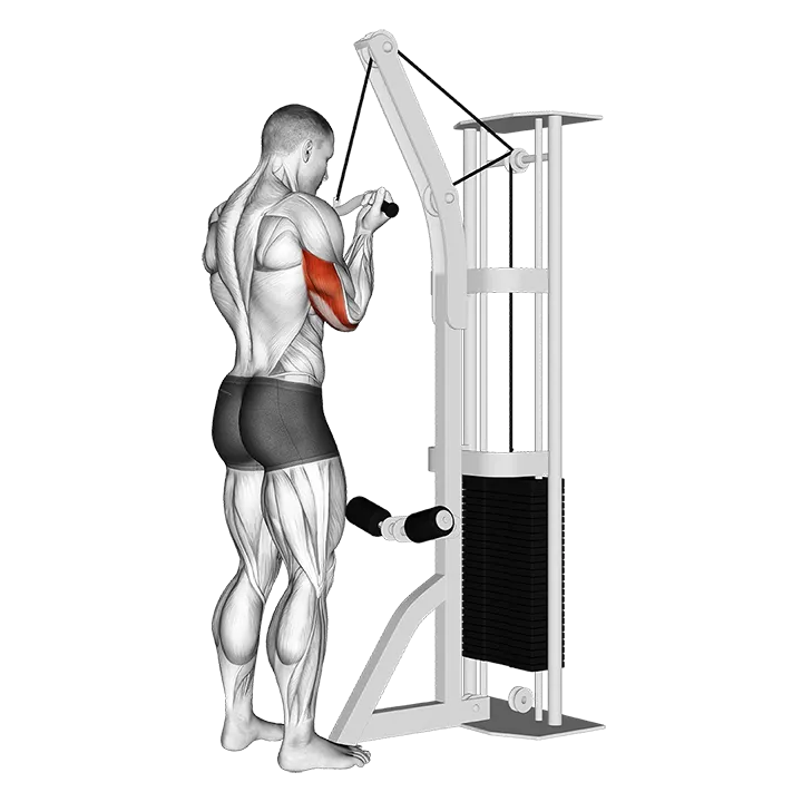 Cable Reverse Grip Triceps Pushdown (SZ-bar) exercise animation (Male)