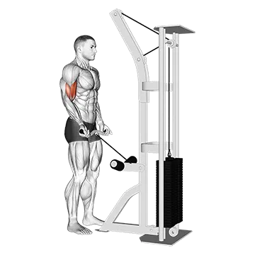 Cable Biceps Curl (SZ-bar)