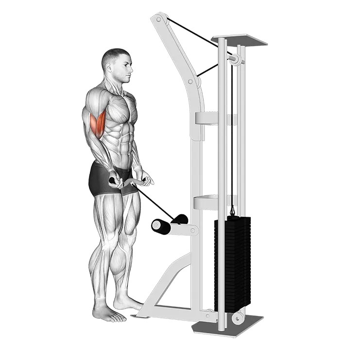 Cable Biceps Curl (SZ-bar) exercise animation (Male)