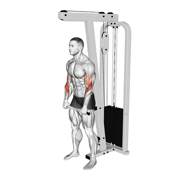 Cable Reverse Grip Biceps Curl (SZ-bar) exercise animation (Male)