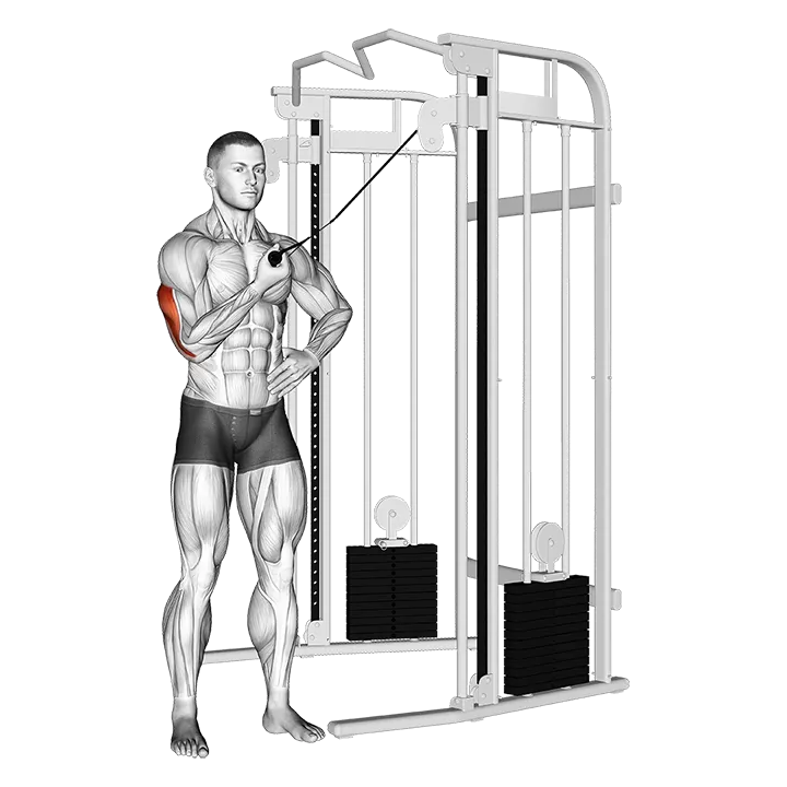 Cable One Arm Side Triceps Pushdown exercise animation (Male)