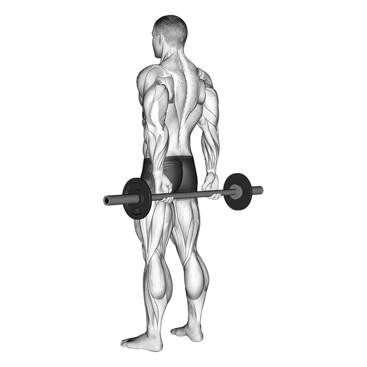 Barbell Behind Back Finger Curl exercise animation (Male)