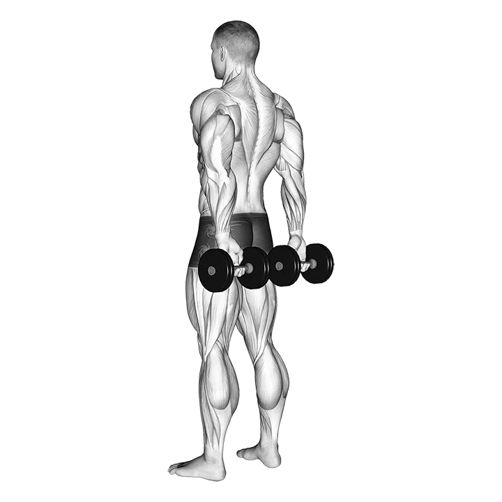 Dumbbell Behind Back Finger Curl exercise animation (Male)