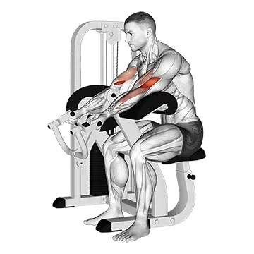 Lever Preacher Curl (version 2)