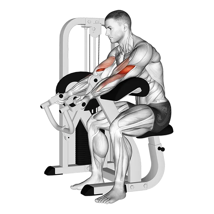 Lever Preacher Curl (version 2) exercise animation (Männlich)
