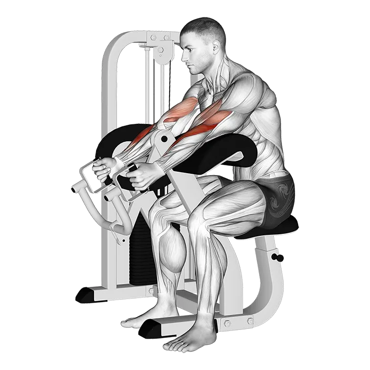 Lever Hammer Grip Preacher Curl exercise animation (Male)