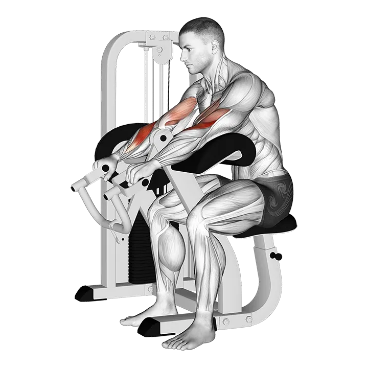 Lever Reverse Grip Preacher Curl exercise animation (Male)
