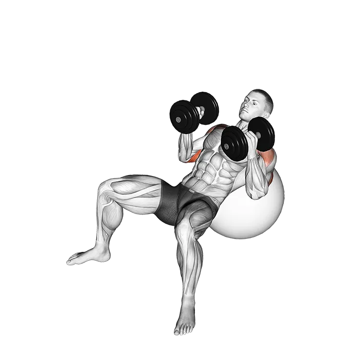 Dumbbell Incline Hammer Press on Exercise Ball exercise animation (Male)
