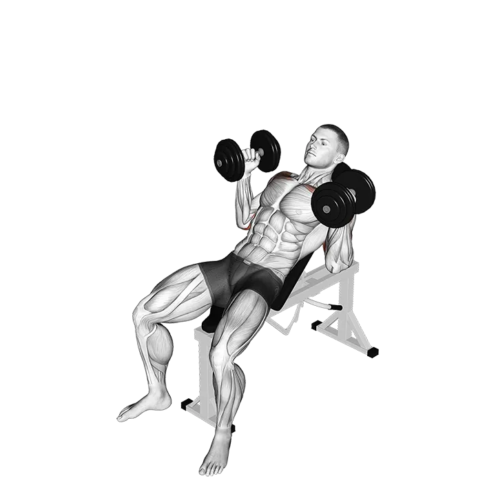 Dumbbell Palms In Incline Bench Press exercise animation (Male)