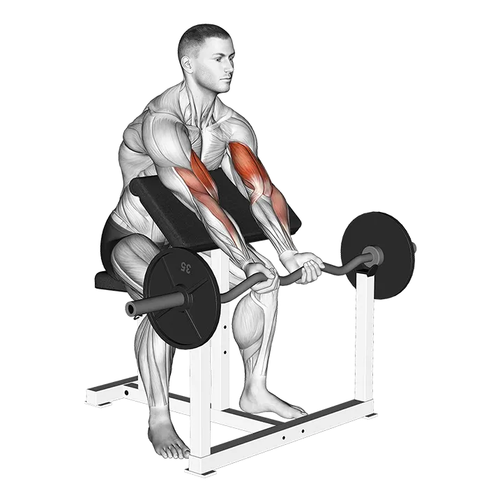 EZ Barbell Close Grip Preacher Curl exercise animation (Male)