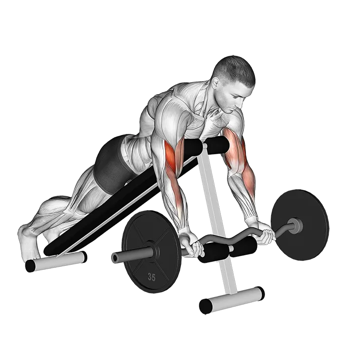 EZ Barbell Spider Curl exercise animation (Male)