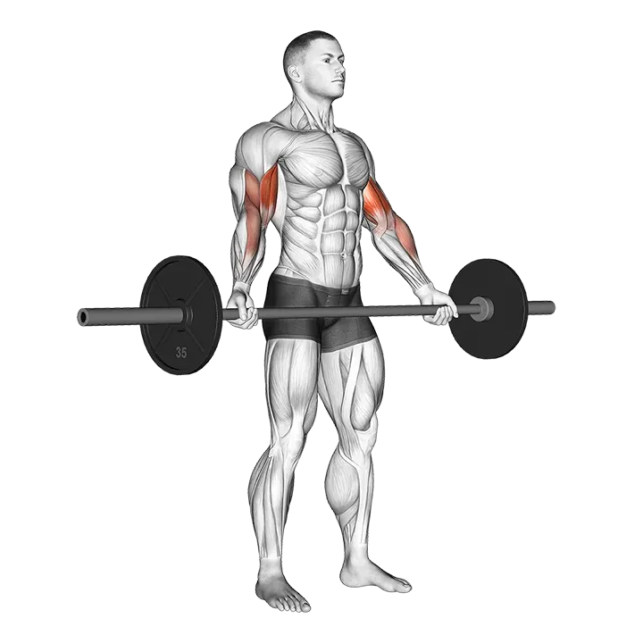 Barbell Standing Wide Grip Biceps Curl exercise animation (Male)