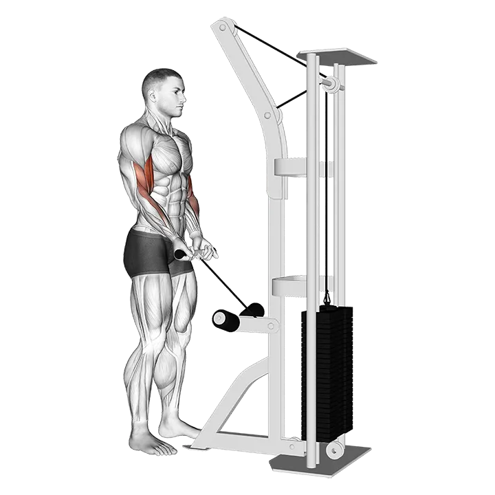 Cable Close Grip Curl exercise animation (Male)