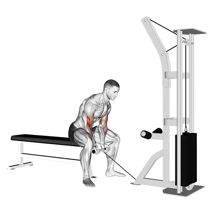 Cable Concentration Curl exercise animation (Male)