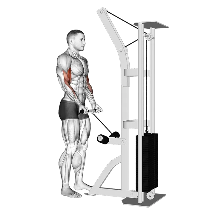 Cable Drag Curl exercise animation (Male)