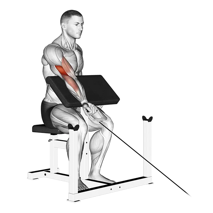 Cable One Arm Preacher Curl exercise animation (Male)