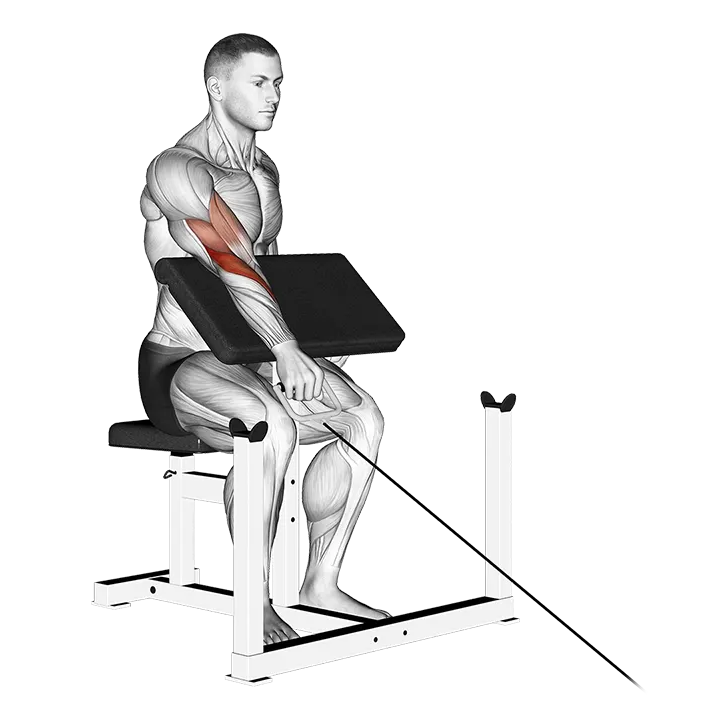 Cable One Arm Reverse Preacher Curl exercise animation (Male)