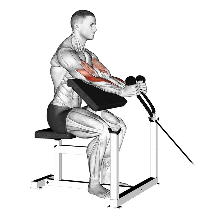 Cable Rope Hammer Preacher Curl exercise animation (Male)