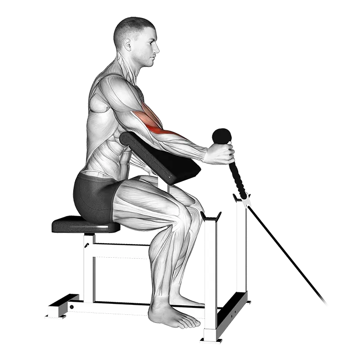 Cable Rope One Arm Hammer Preacher Curl exercise animation (Male)