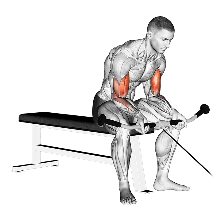 Cable Seated Curl exercise animation (Male)