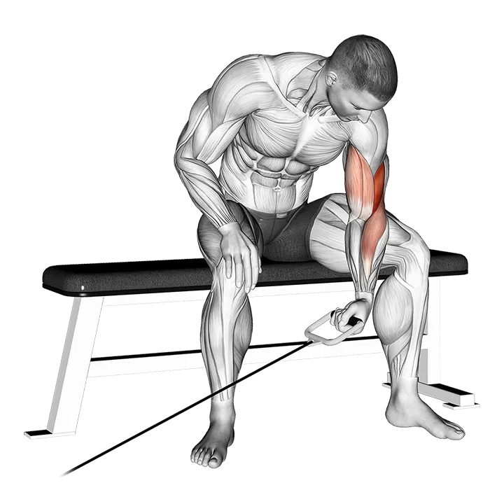 Cable Seated One Arm Concentration Curl exercise animation (Male)