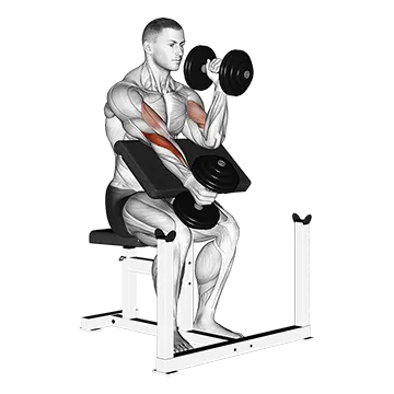 Dumbbell Alternate Hammer Preacher Curl