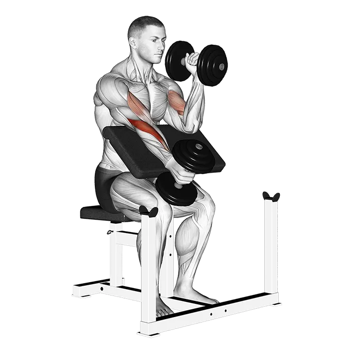 Dumbbell Alternate Hammer Preacher Curl exercise animation (Male)