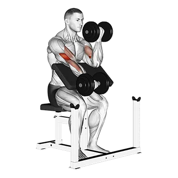 Dumbbell Alternate Preacher Curl