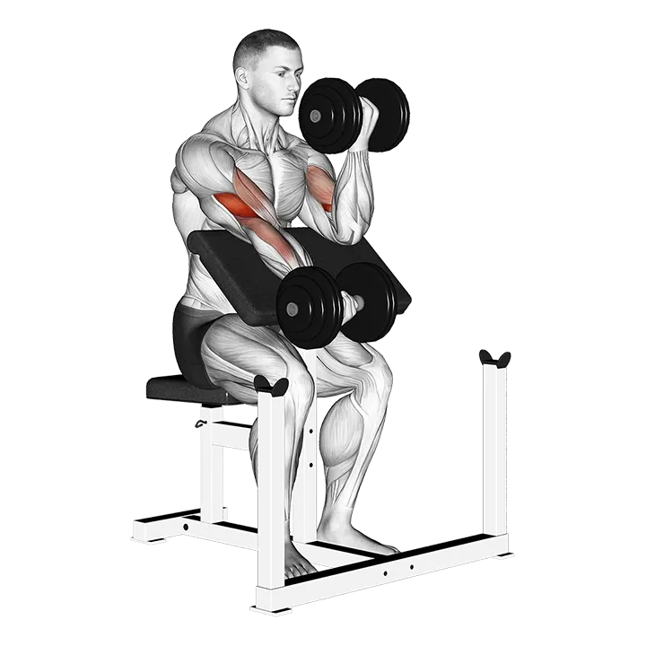 Dumbbell Alternate Preacher Curl exercise animation (Male)