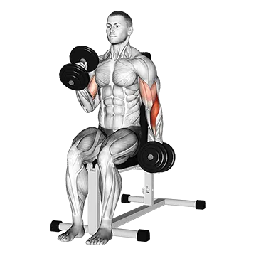 Dumbbell Alternate Seated Hammer Curl
