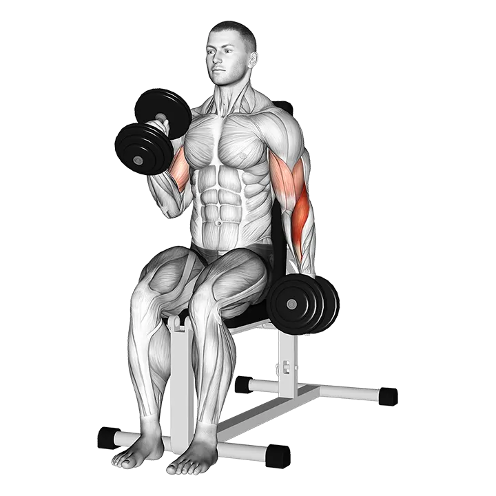Dumbbell Alternate Seated Hammer Curl exercise animation (Male)