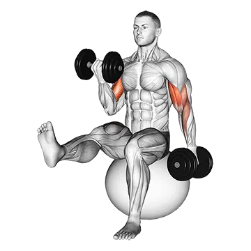 Dumbbell Alternating Bicep Curl with Leg Raised on Exercise Ball