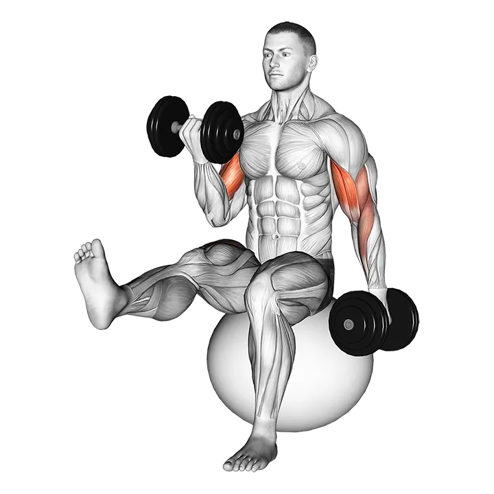 Dumbbell Alternating Bicep Curl with Leg Raised on Exercise Ball exercise animation (Male)