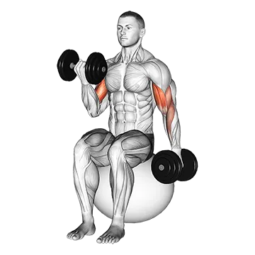 Dumbbell Alternating Seated Bicep Curl on Exercise Ball