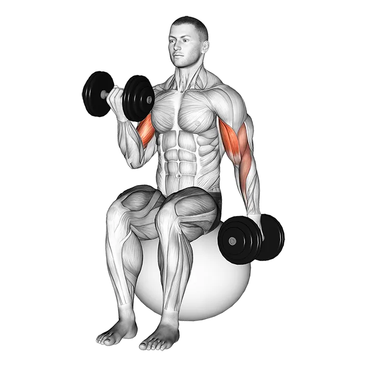 Dumbbell Alternating Seated Bicep Curl on Exercise Ball exercise animation (Male)