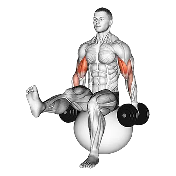 Dumbbell Bicep Curl on Exercise Ball with Leg Raised