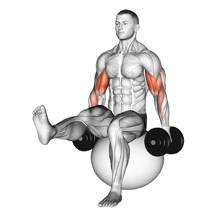 Dumbbell Bicep Curl on Exercise Ball with Leg Raised exercise animation (Male)