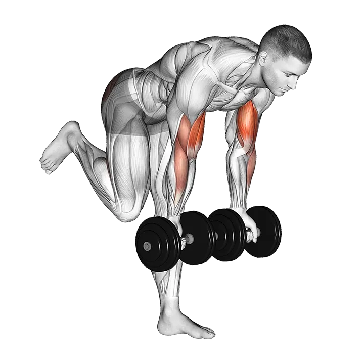 Dumbbell Bicep Curl With Stork Stance exercise animation (Male)