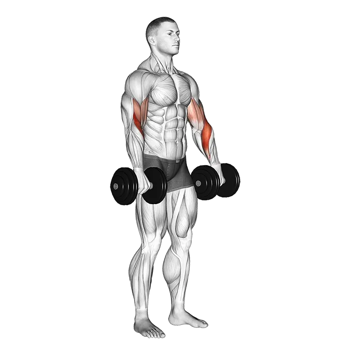 Dumbbell Biceps Curl Reverse exercise animation (Male)